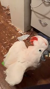 165K views · 924 reactions | Misha is scary smart. At the end of this happy crazy giggle fit he says “happy bird”. #happybird | The Birdy Babe | Facebook