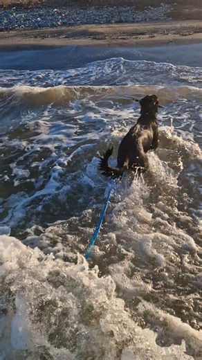 12K views · 425 reactions | If you are planning a visit to Crete this year, please drop by and take a dog out to the beach. It's such a wonderful way for them to get new adventures <3 #adoptdontshop #animallovers #rescuedog #gouvesanimalshelter #adopteddog #volunteerwork #straydog #dailydog #foreverhome #puppies #animalshelter | Gouves Animal Shelter | Facebook