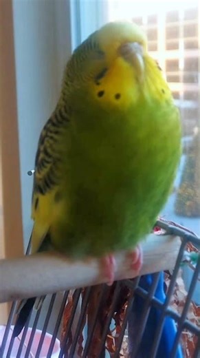 Tap Dancing Parakeet Dancing Feet🎅