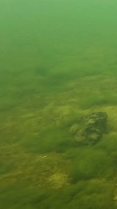 3.36 seconds pike attack #pike #fishing #underwaterworld #pikeattack #fish #angler #underwater #pikefishing #fishingvideo #fishingexperience #underwatercamera #bigfish #baitfish #livebait | Underwater World