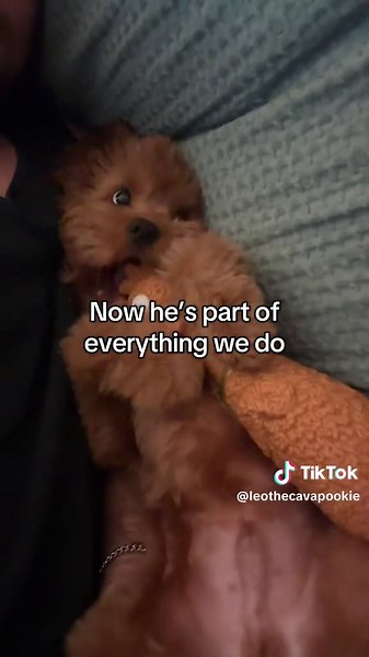 Bringing Home a Cavapoo Puppy: Our Joyful Journey