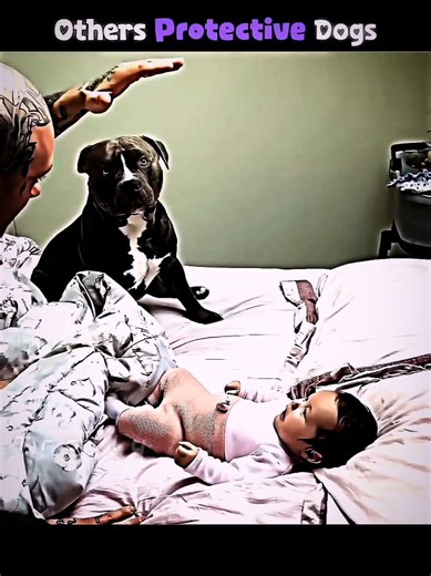 Protective Dogs Complementation | 💀