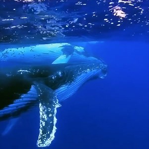 🔊 "That’s what whales do; they give the ocean its voice, and the voice they give it is ethereal and unearthly.” ~ Roger Payne, who passed on to the Spirit World just a bit over a week ago. I honor him deeply because without his work, it is likely that I would not be here now. Neither would many whales. While this is a tall claim, it was largely due to his best selling nature album in history “Songs of the Humpback Whale” that kicked the “Save the Whales” movement into high gear. Beautiful video