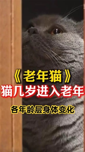 猫咪几岁才算进入老年期，各年龄层会有什么变化？ #宠物科普 #新手养猫 #养猫经验分享 #养猫人 #猫咪 #貓咪日常 #萌宠