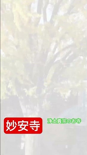 茨城県境町の妙安寺に樹齢500年の大銀杏があります。迫力満点の紅葉ぜひご覧ください。#紅葉 #お寺 #銀杏 #境町 #浄土真宗