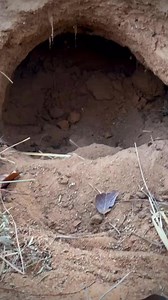 Happy Sunday! Are you like this pangolin-taking a peek outside only to turn right back around and embrace being a homebody? 😅 Did you know pangolins call burrows, caves, and tree hollows "home"? These cozy retreats keep them safe and help them escape extreme temperatures—just like a lazy Sunday indoors! Where's your favorite place to stay in for the day? #weekendvibes #savepangolins #pangolincrf #worldpangolinday #wpd2025 #yearofthepangolin #pangolinconservation #pangolins #protectpangolins #wi