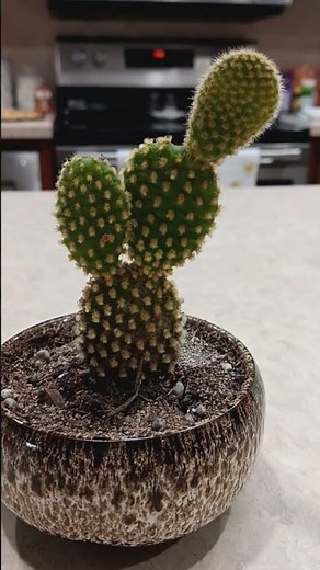 how to care for prickly pear cactus growth guide #plants #gardening #plant #houseplants #tutorial