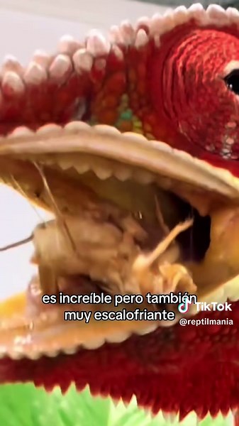 Los secretos de la alimentación de los camaleones