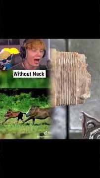 How Animals Look Without Necks! 😱
