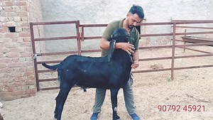 राजस्थान के इस शहर मे सब से कम दामों मे बकरे और बकरियां खरीदे। #goat #goatfarming | GOAT TV