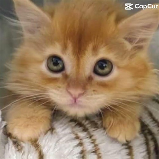 Orange kitties are bad but they’re really cute❤️❤️❤️❤️🥹🥹#Kitten #Cuties #OrangeKitten