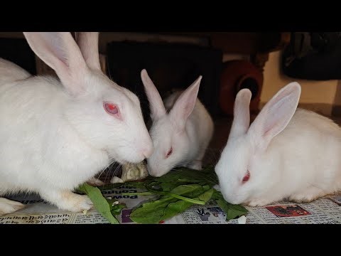 Radha Krishna Pets 🐇 | Cute Rabbit Shorts & Care Tips