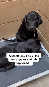 We have to do better 😔 #animalshelter #animalrescue #shelterpuppies #shelterstories #puppies | Animal Rescue