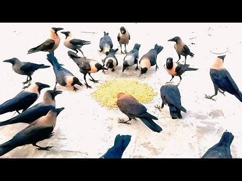 Sound Of Crow | Angry Crow Sound Effect | #crowsounds ‪@crowsounds‬