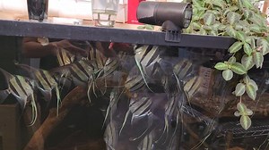 Feeding the tank raised rio atabapo altum angelfish | Mike & Miguel's Fish & Plant Store