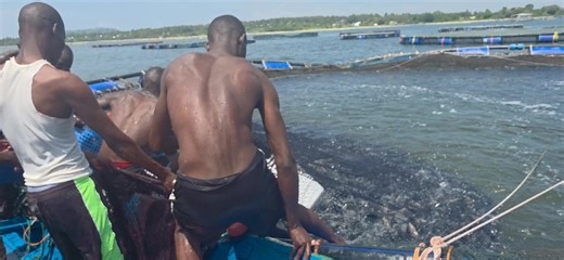 Fish Farming in Kenya: Quick and Easy Guide