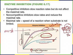 Biology2E Ch6 MChen Lecture Video Part3