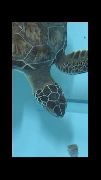 Meet the Disney aquarist caring for cold-stunned sea turtles at EPCOT