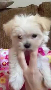 white teacup tea cup maltipoo female puppy for sale