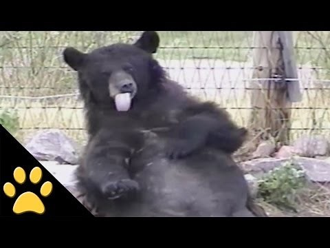 Bears Are Awesome: Compilation