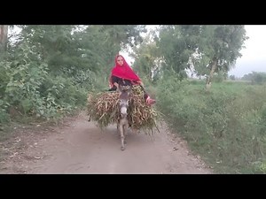 Ride on donkey lifting heavy load