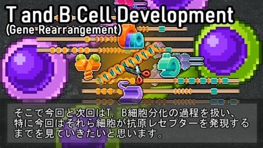 【ゆっくり解説】T,B細胞の分化と遺伝子再編成