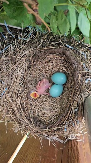 American Robin Baby 🐥 🪺 Blue Eggs