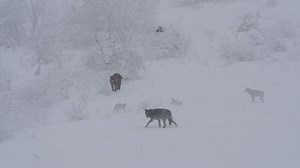 119K views · 5.8K reactions | Watch this: Rare video of a wolf and...