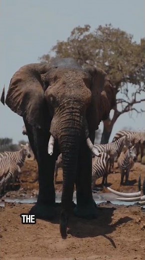 Why Elephants Never Forget