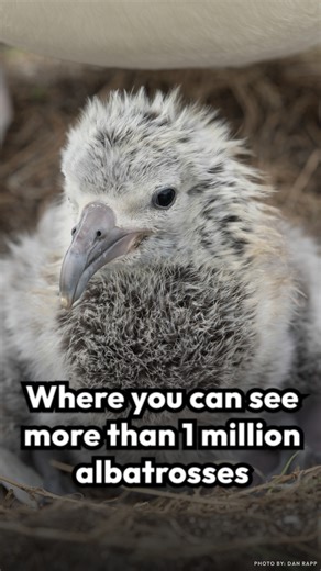 A 24-hour camera on Midway Atoll shows the birds dancing, preening, feeding and more. | Smithsonian Magazine