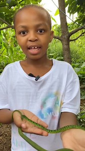 66 reactions | The Green Mamba (Dendroaspis viridis) and the Bush...
