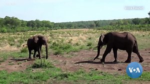 1.1K views · 17 reactions | Like humans, elephant greetings appear to be a complex affair. A new study on African savannah elephants provides new insight into the visual, acoustic and tactile gestures the animals employ in greetings. Ilan Rubens of Reuters has more. | VOA Africa | Facebook
