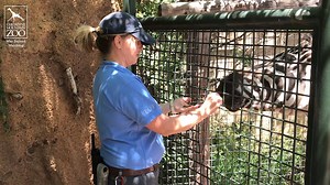 To celebrate National Zoo Keeper Week, we thought it might be nice to provide you with a glimpse into the day-to-day of a keeper's life. Keepers wear many different hats throughout the day. Not only do they maintain the animals' yards and exhibits, and create physically and mentally stimulating enrichment for their animals, but they also spend a great deal of time preparing food for all of their animals, training the animals for husbandry behaviors, and of course, interacting with guests during 