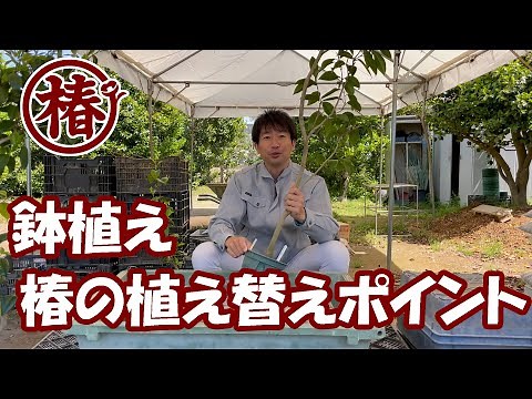 椿の育て方・鉢植え椿♪ 植え替えポイントを解説！植替えは難しくない！！