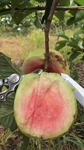 Ổi ruby E sẵn giống ship | Cây Giống Hường Thiệp