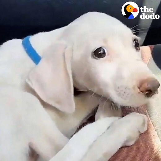 Tiny dumpster puppy learns how to be a dog 💚 | The Dodo