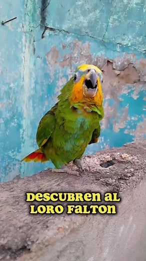 Descubren a papilo | Chamo Cristian2.0