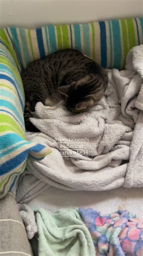 Milo being super precious 💖✨ Milo is blind and was born with severe Cerebellar Hypoplasia, a condition which affects his mobility and balance. He is not in any pain from CH. 💖 We help wayward animals and those with special needs. Please follow @newcatcityrescue 👁️‍🗨️ Comment, share, advocate: your voice helps them be seen 👀 💫 Help us improve/increase their quality of life 🔗 in bio lists all the ways you can help: adopt, foster, donate $, send gifts, book cat babysitting: newcatcity.ca/lin