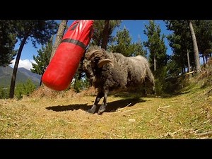 Angry Ram vs punching bag - 5 minute extended version