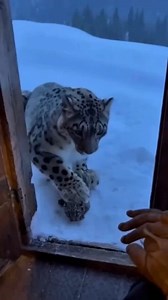 Amid the icy mountains, a snow leopard brings her cub to a man, seeking help in the quiet stillness of the cold wilderness. | Sweet animals