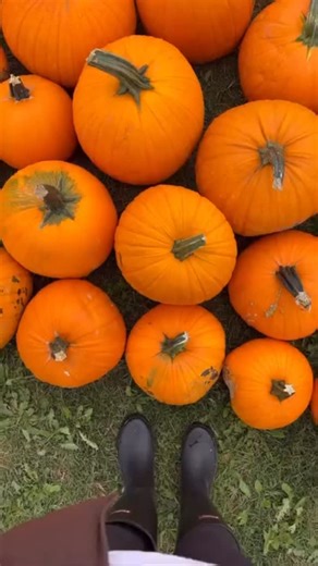 🎃Nothing makes us happier than seeing the magic of fall through YOUR photos! Thanks to @vovkmariana for sending this along❤️📸 Our Field of Fun Sunflower Field open at 10:00 today. Come make some memories and don’t forget to tag us! #lestersfarmmarket #farmfun #fallonthefarm #pumpkinseason | Lester's Farm Market