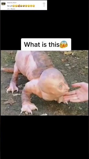 Unexplained Videos Caught On Camera: Mystery Creature #Shorts