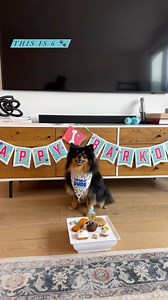 Happy 6th Birthday Archer! 🎂🎉🎈Hope you loved all the goodies from our bakery! 📸 @archer_thepomeranian Join The Dog Bakery’s Birthday club and get $10 to spend on fresh baked treats and jerky: bit.ly/TDB-Birthday-Club | The Dog Bakery