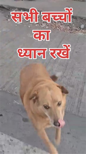 Top 10 videos of kind hearted people helping animals and spreading love. #liveandletlive