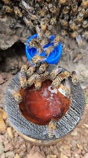Busy Honey Bees Dive Into a Sweet Feast | Bee Kingdom