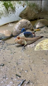 Just posting an old video since the new tank isnt setup yet #mudskipper #fish #aquarium | Ezziesaquatics