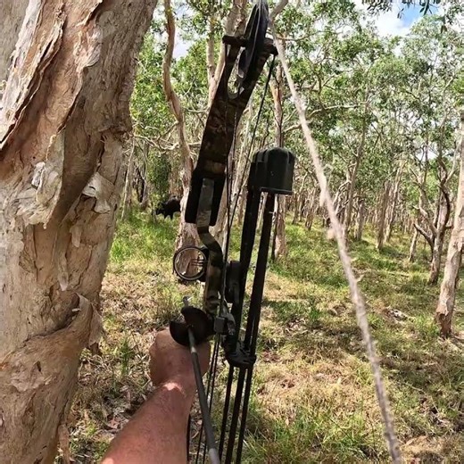 Hunting Monster Feral Scrub Bulls For Food. #hunting #bowhunt