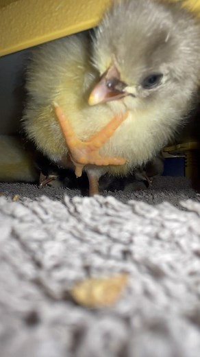 Feet! When you discover that you have toes for the first time! #Toes #feet #chicks #babychickensofinstagram #crazychickenlady #ilovemychickens #pet #chickens #chickensofinstagram #fluffy #babychicks #hatchingchicks #chickensaspets #cute #petchickens #chickenkeeping #birdsofinstagram #cuteanimals #countrylife #spoiltchickens #beautiful #petsofinstagram #pethens #happyhens #perfect #love #raisingchickens #baby #babyanimals #cutebaby | Eggs and Fluff