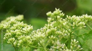 Mikania micrantha (also called Asteraceae, bitter vine, climbing hemp vine, American rope, mile-a-minute vine, Japani lota) with a natural background
