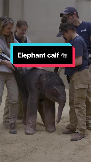 Good news of the week: an Asian elephant was born on February 2 at the Smithsonian’s National Zoo and Conservation Biology Institute (NZCBI) for the first time in nearly 25 years. The female calf was born to 12-year-old mother Nhi Linh and 44-year-old father Spike at 308 pounds and 38.5 inches tall. 🐘 Beyond the excitement of her birth, the hope is that she will help enhance the genetic diversity of the Asian elephant population worldwide. This new arrival also emphasizes NZCBI’s broader goal t